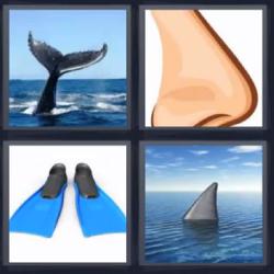 4 fotos 1 palabra nariz ballena tiburón