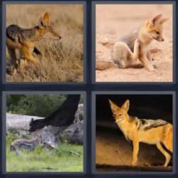 4 fotos 1 palabra perro zorro coyote
