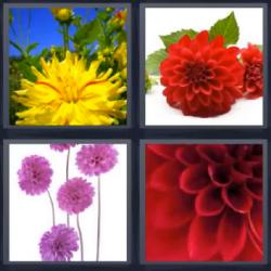 4 fotos 1 palabra flores