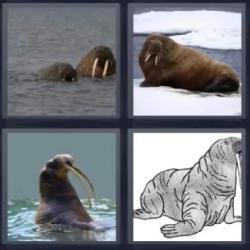 4 fotos 1 palabra foca león marino