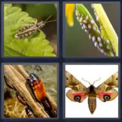4 fotos 1 palabra insectos