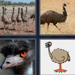 4 fotos 1 palabra avestruz